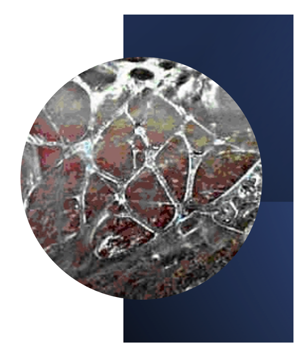 6-Hour Advanced Studies of Myofascia