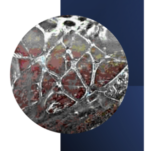 12-Hour Advanced Studies of Myofascia